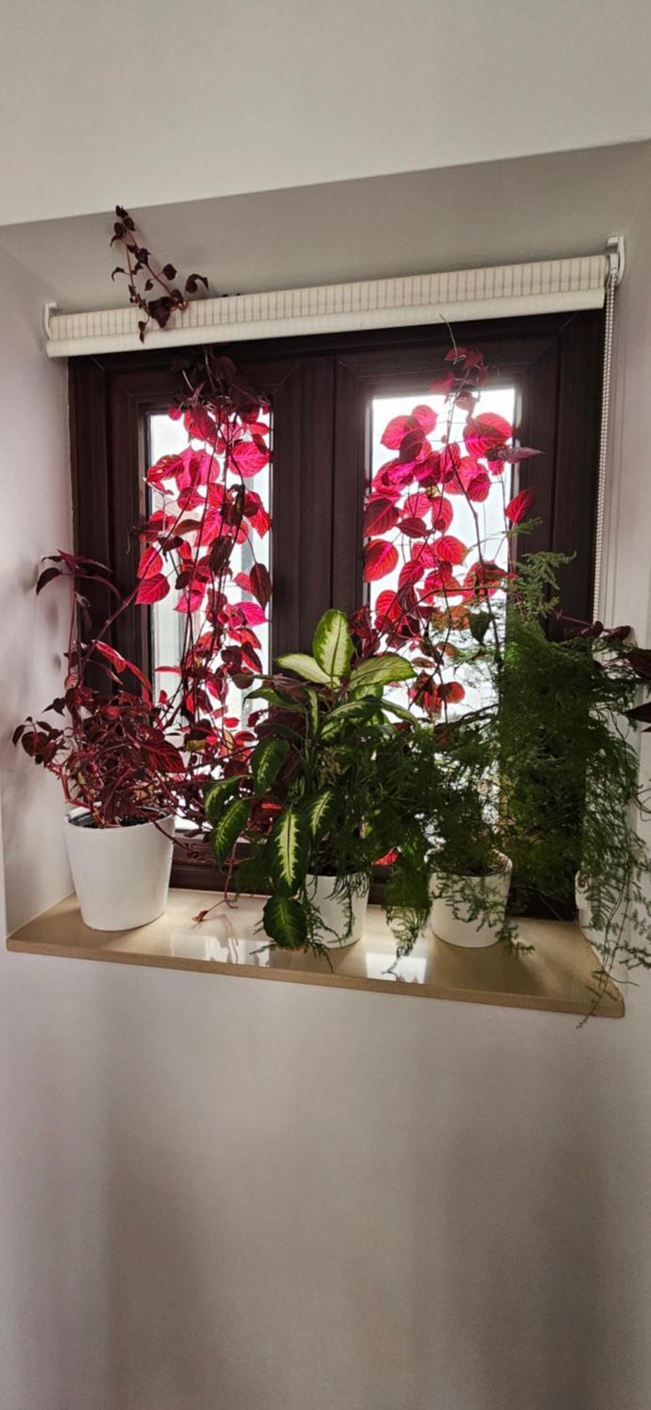 Apartamentos Los Descalzos Angel With Private Terrace Free Parking Ронда Екстер'єр фото